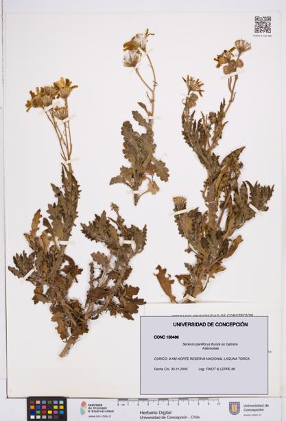 Senecio planiflorus [Espécimen: ]