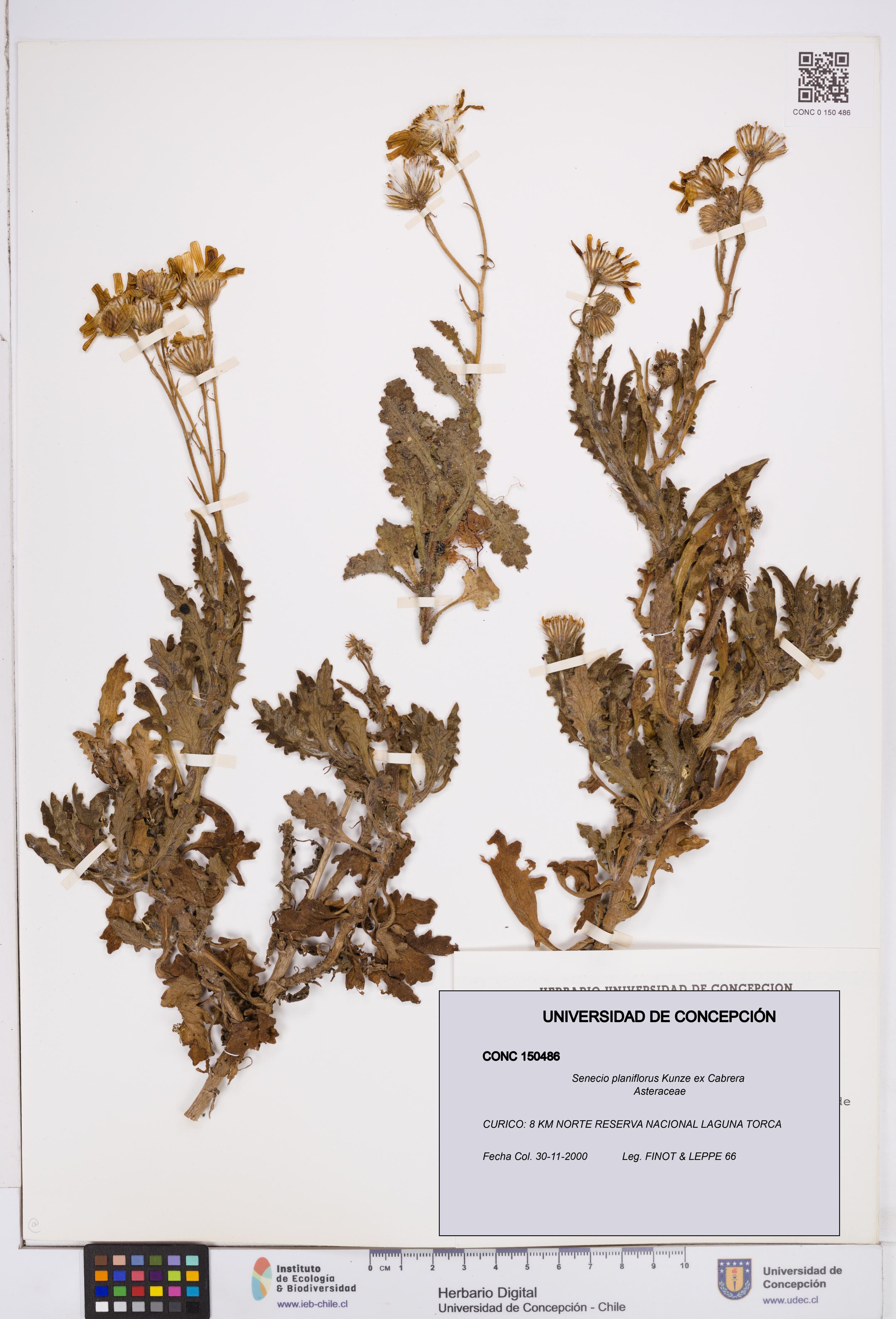 Senecio planiflorus [Espécimen: ]