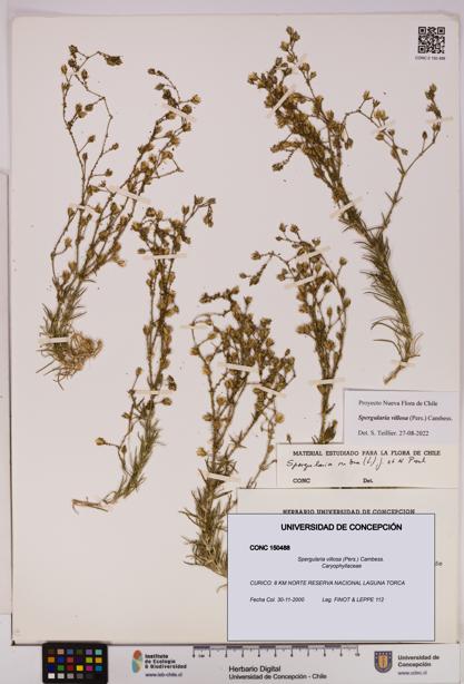Spergularia villosa [Espécimen: UDEC:CONC:0150488]