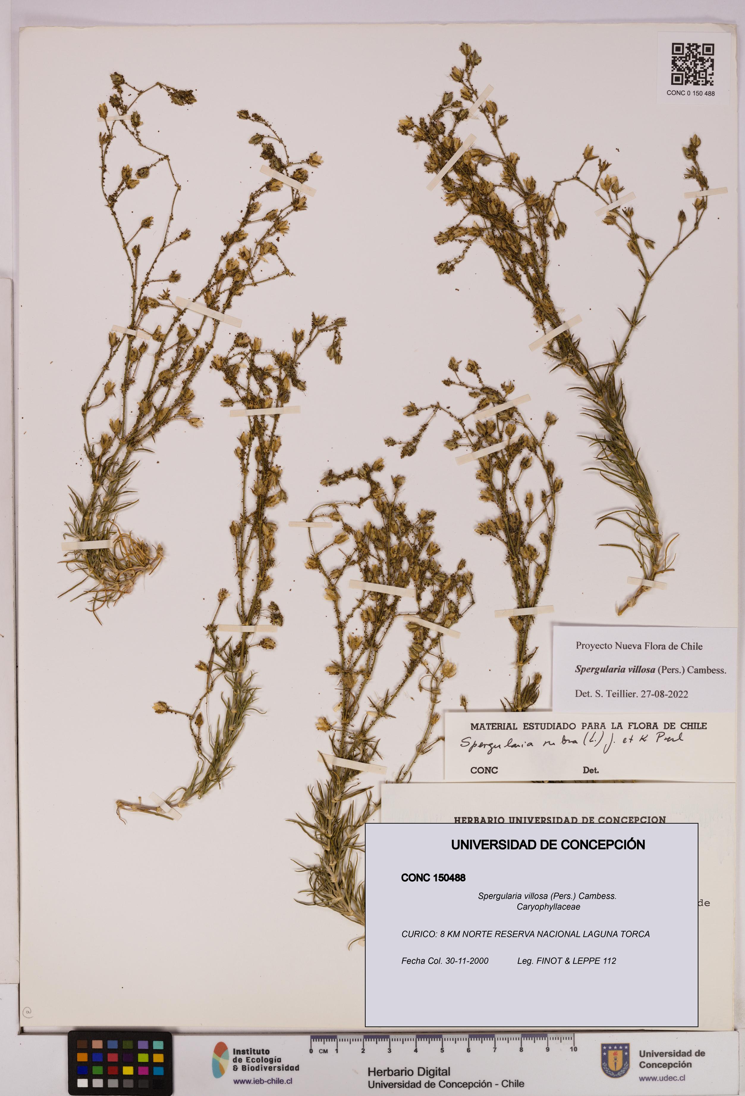 Spergularia villosa [Espécimen: UDEC:CONC:0150488]