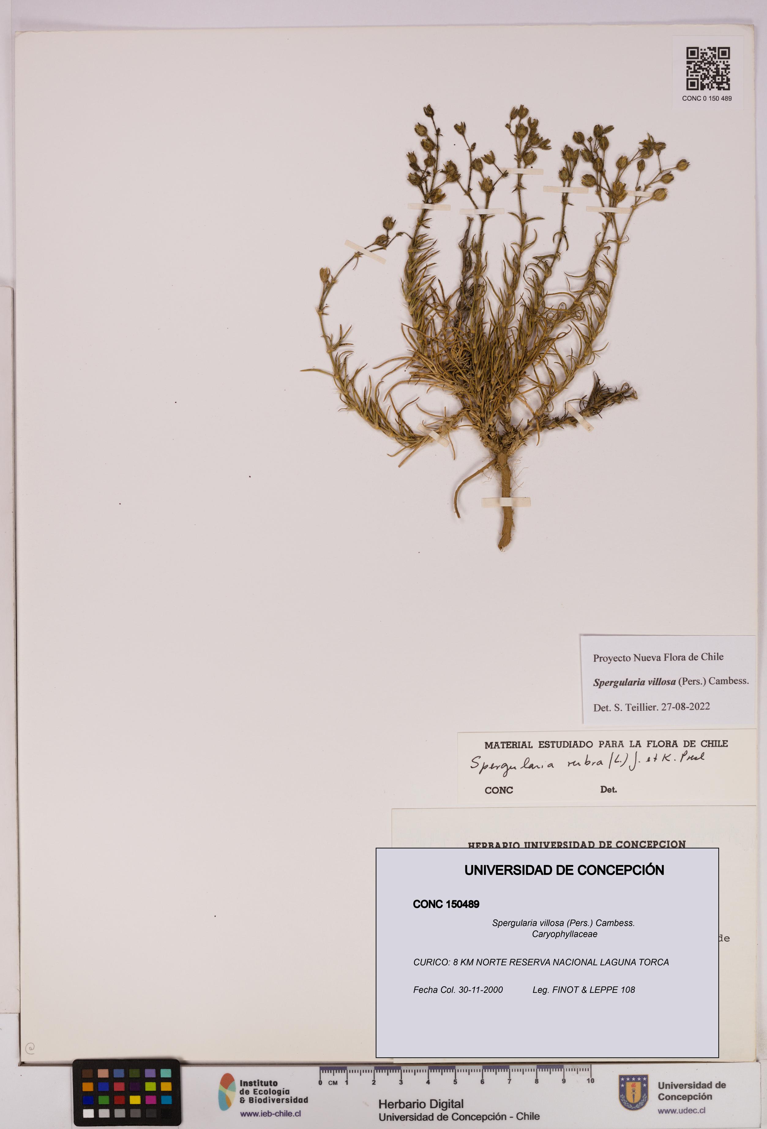 Spergularia villosa [Espécimen: UDEC:CONC:0150489]