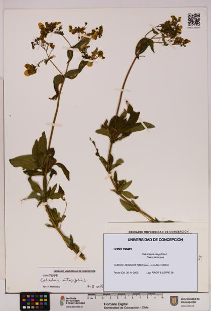 Calceolaria integrifolia [Espécimen: UDEC:CONC:0150491]