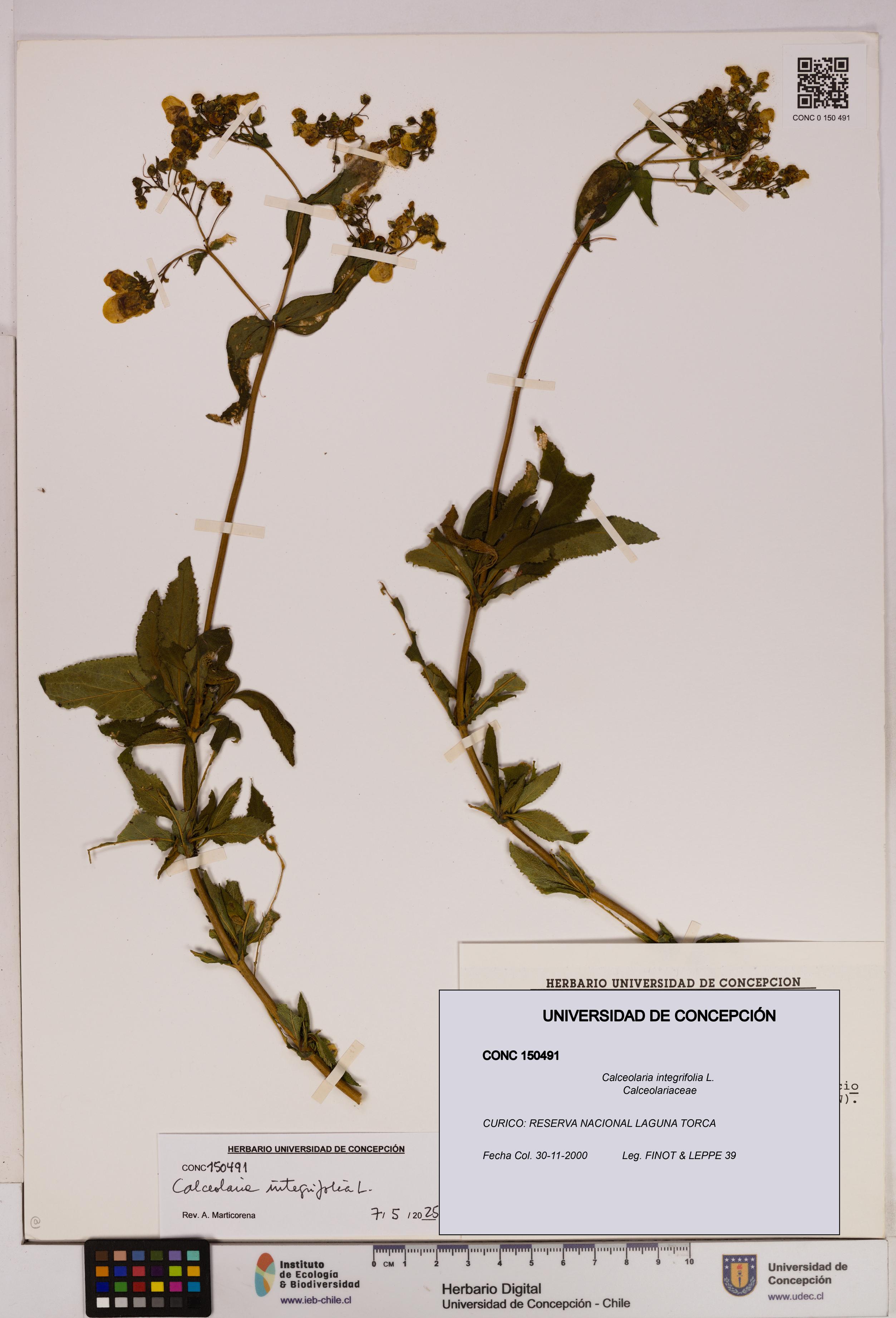 Calceolaria integrifolia [Espécimen: UDEC:CONC:0150491]