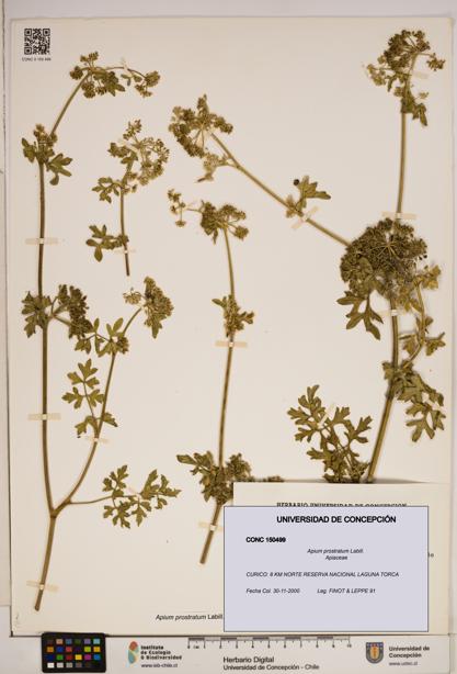 Apium prostratum [Espécimen: ]