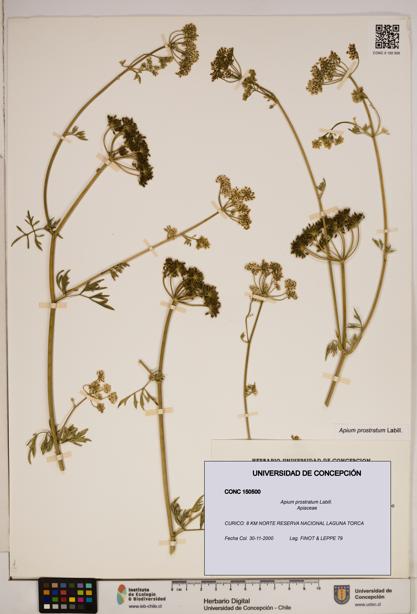 Apium prostratum [Espécimen: ]