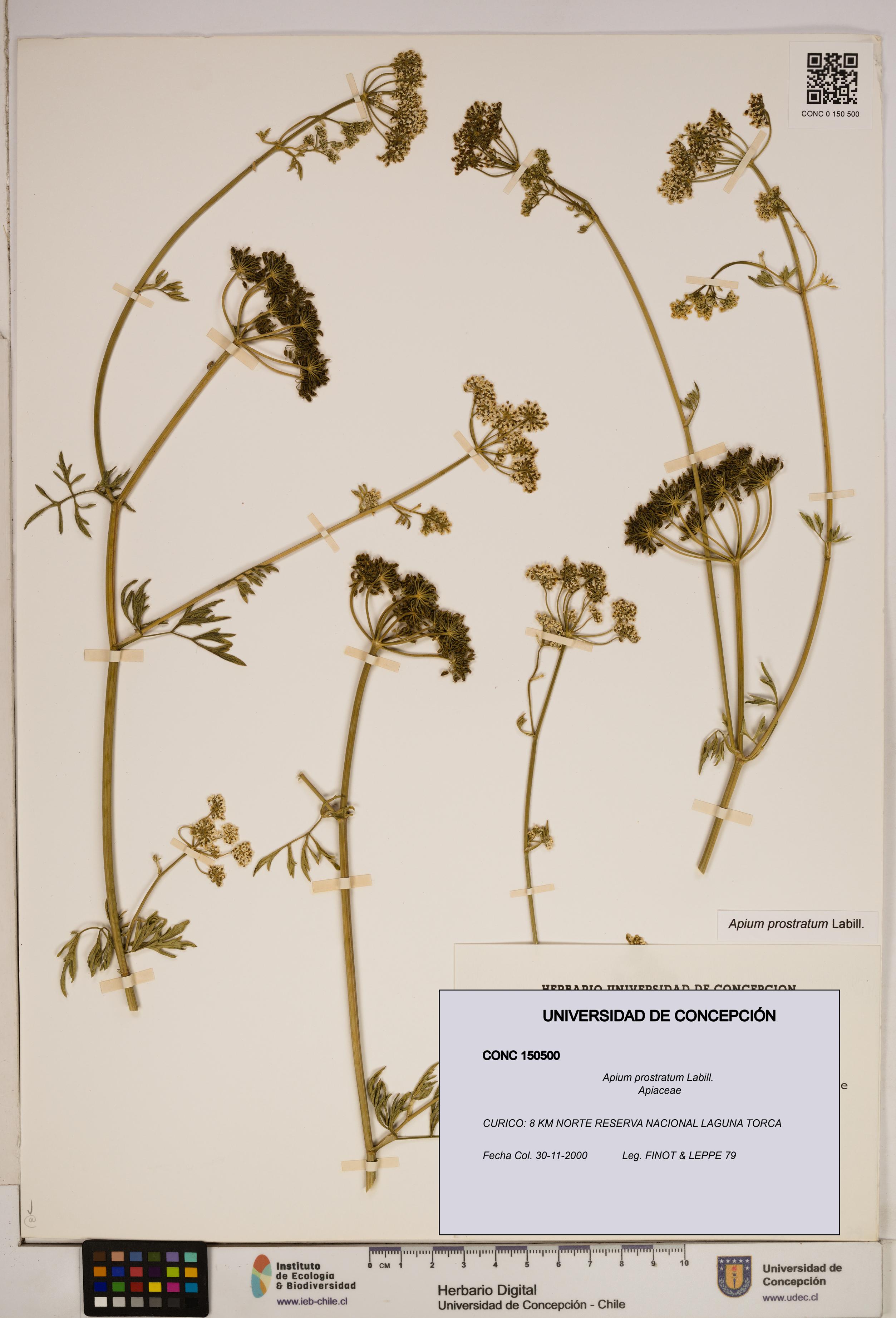 Apium prostratum [Espécimen: ]
