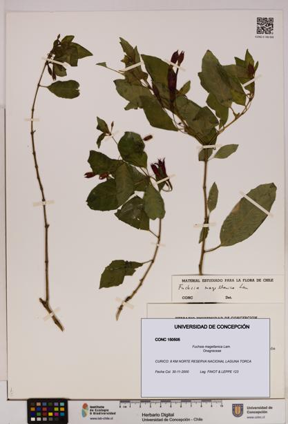 Fuchsia magellanica [Espécimen: UDEC:CONC:0150505]