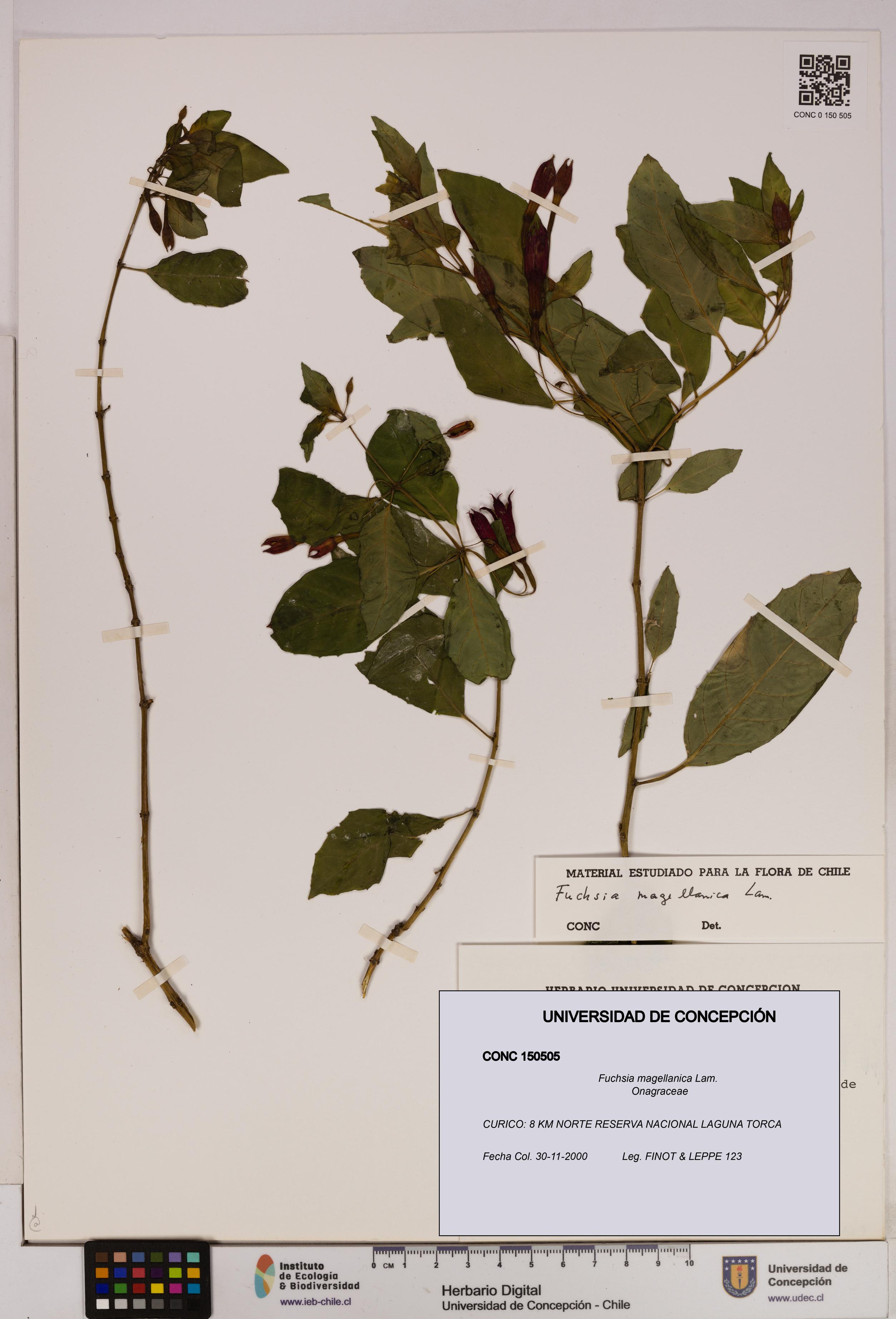Fuchsia magellanica [Espécimen: UDEC:CONC:0150505]
