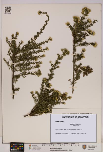 Baccharis neaei [Espécimen: UDEC:CONC:0150514]