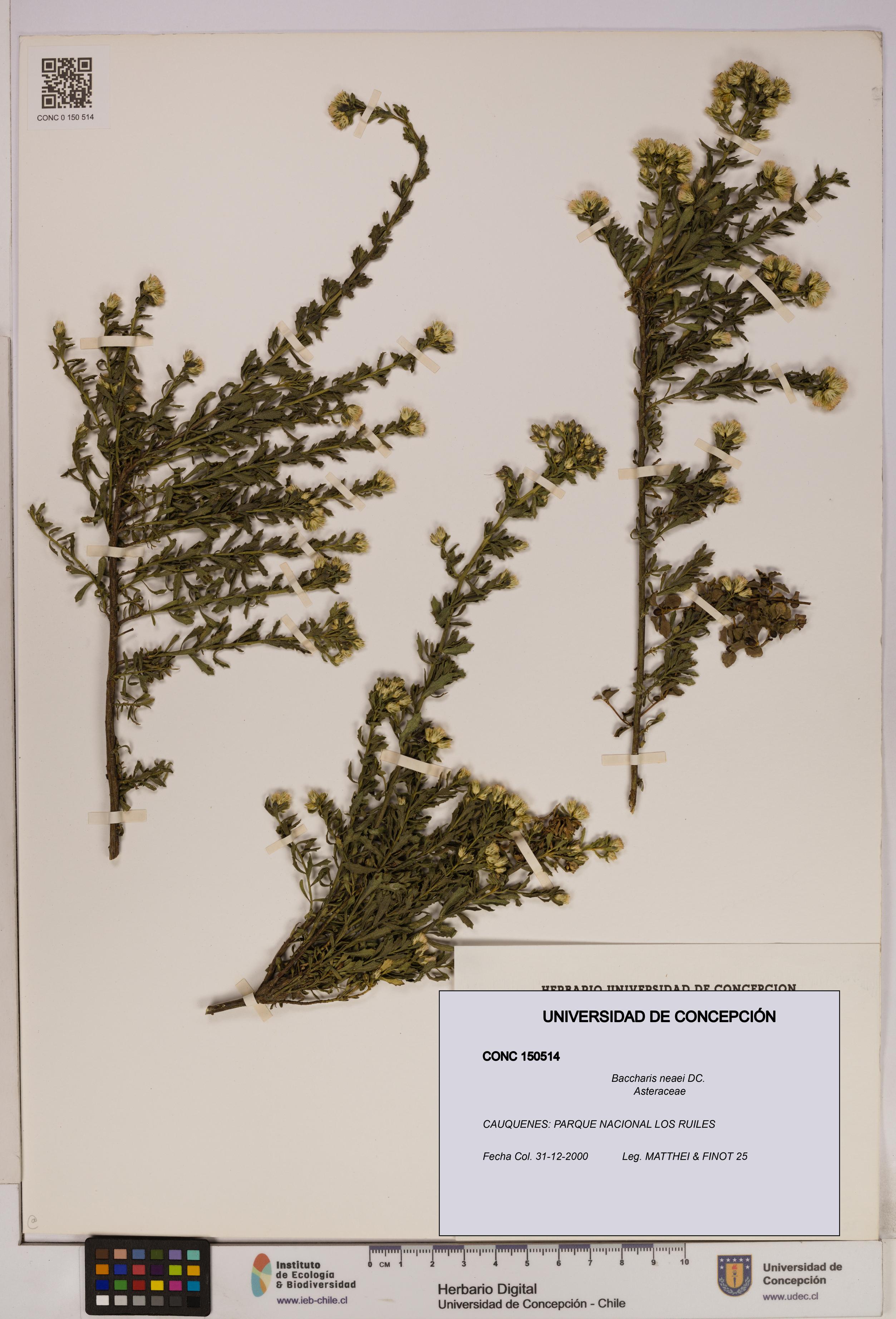 Baccharis neaei [Espécimen: UDEC:CONC:0150514]