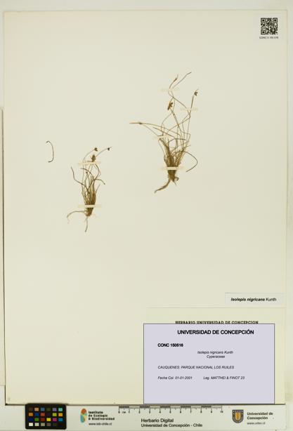 Isolepis nigricans [Espécimen: UDEC:CONC:0150516]
