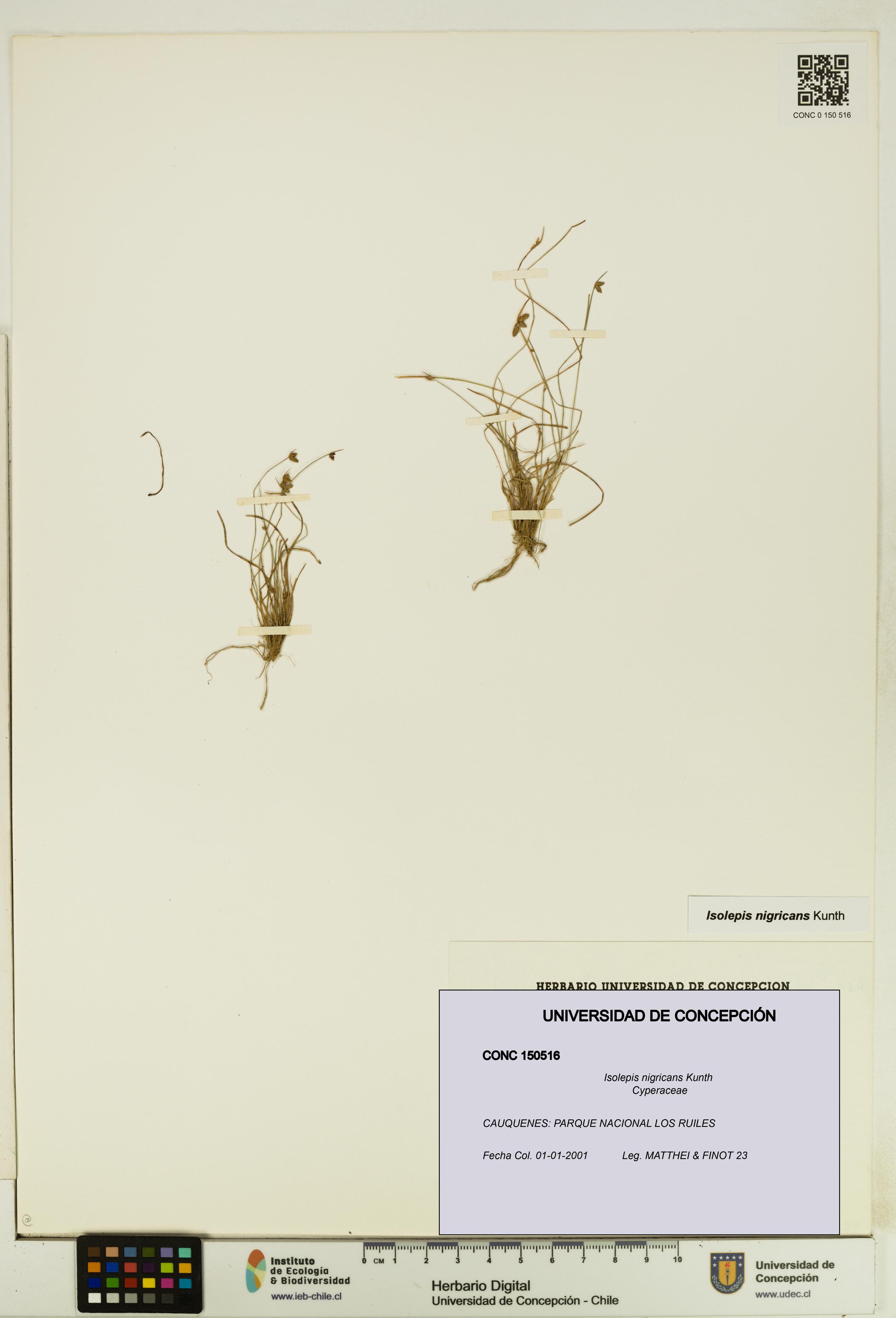 Isolepis nigricans [Espécimen: UDEC:CONC:0150516]