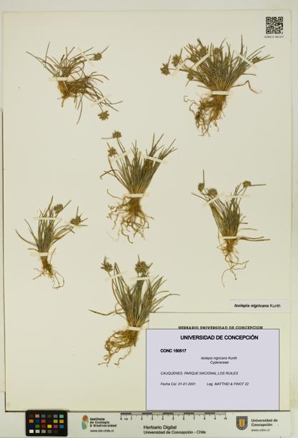 Isolepis nigricans [Espécimen: UDEC:CONC:0150517]