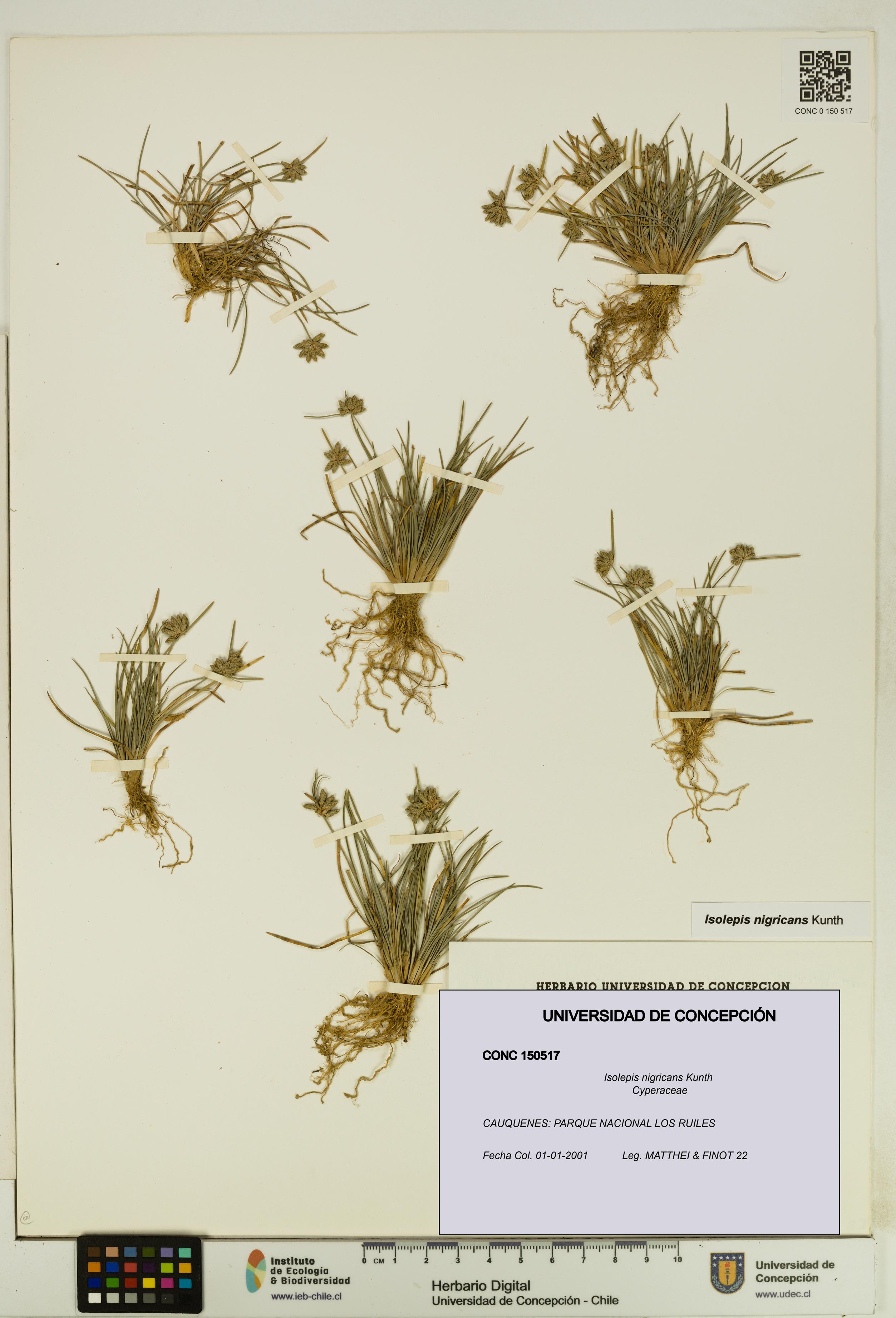 Isolepis nigricans [Espécimen: UDEC:CONC:0150517]