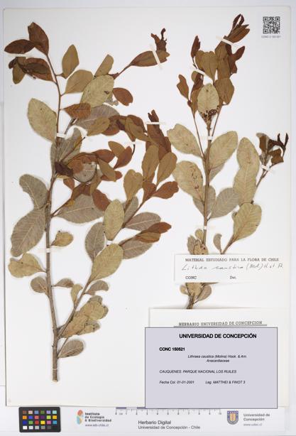 Lithraea caustica [Espécimen: UDEC:CONC:0150521]