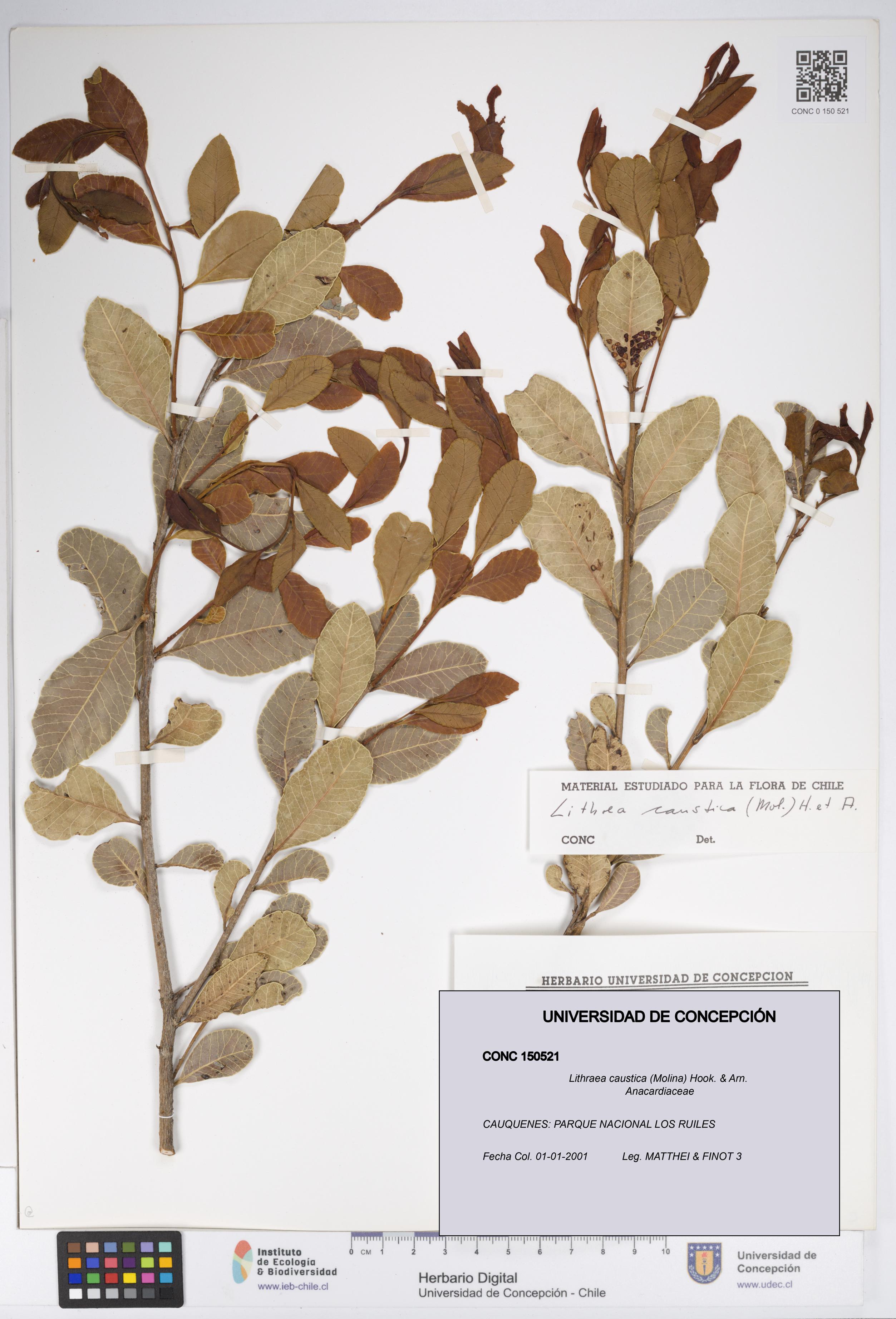 Lithraea caustica [Espécimen: UDEC:CONC:0150521]