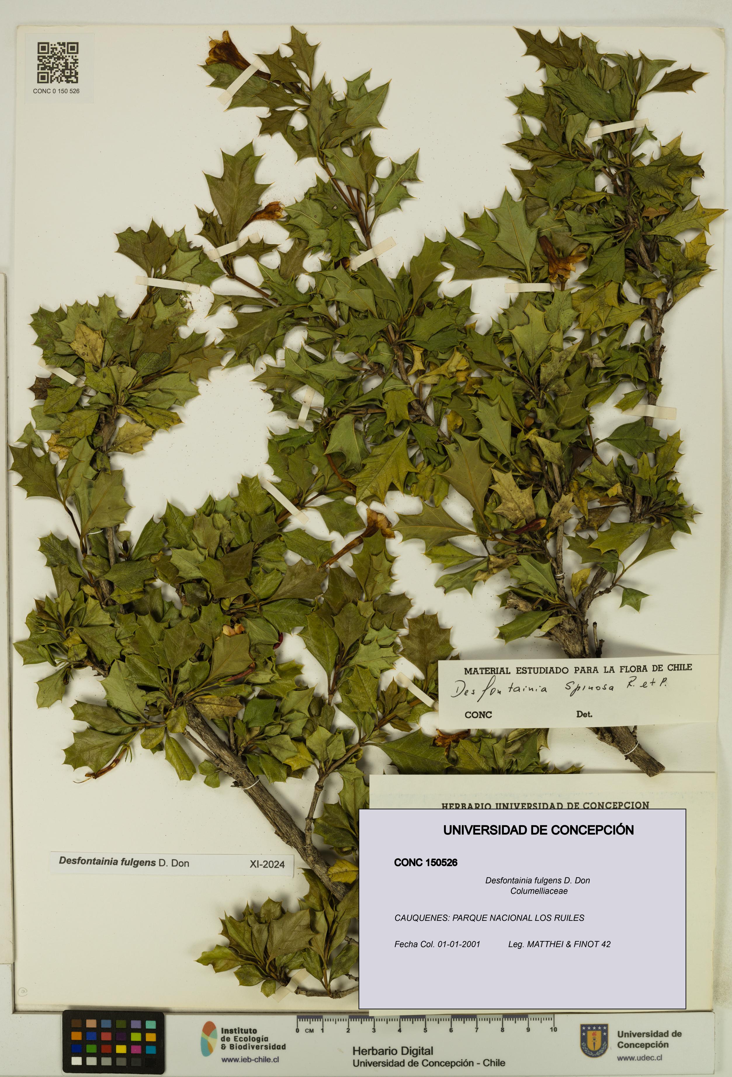 Desfontainia fulgens [Espécimen: UDEC:CONC:0150526]