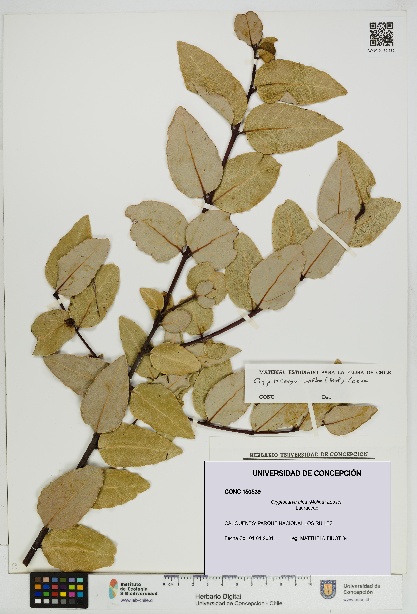 Cryptocarya alba [Espécimen: UDEC:CONC:0150539]
