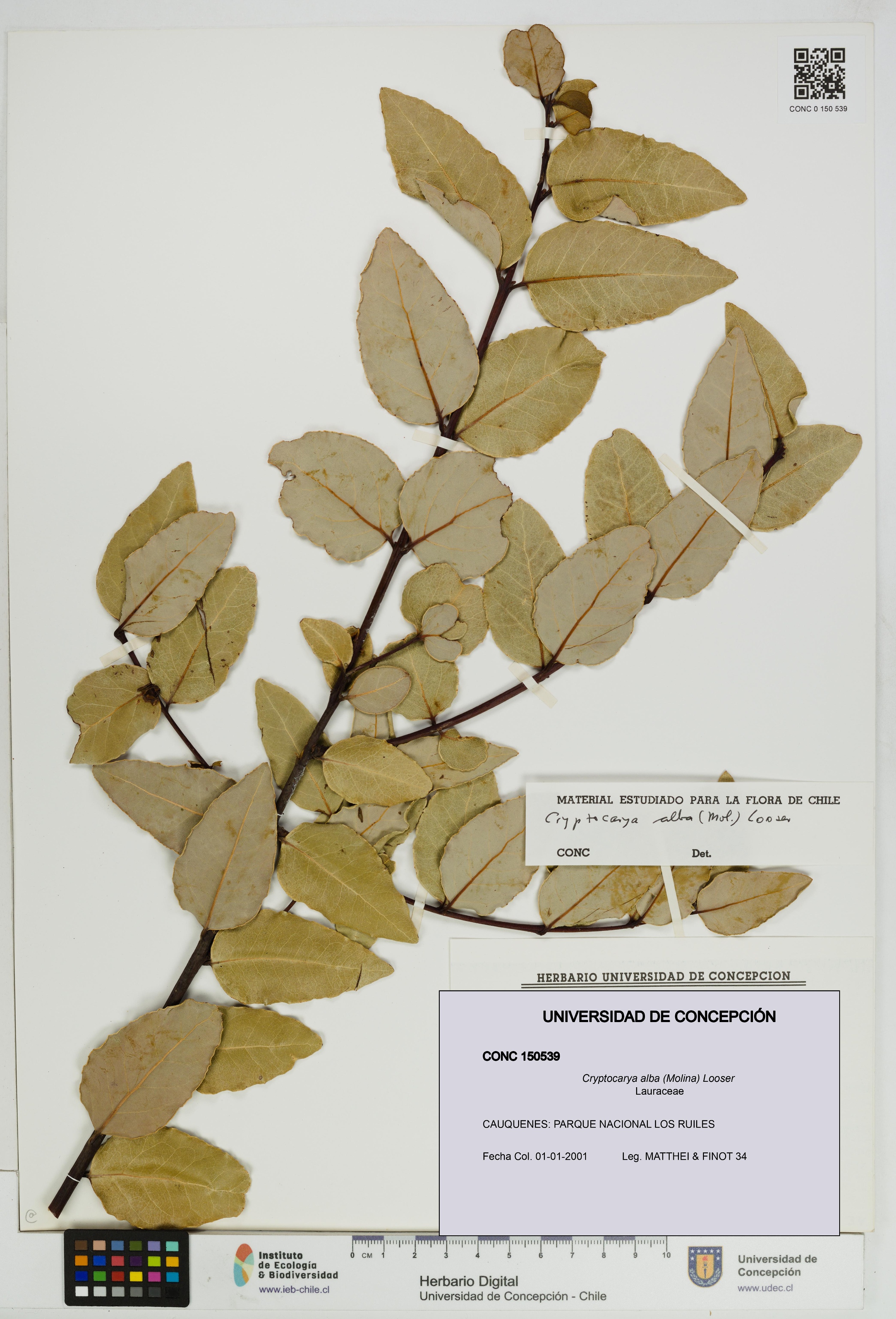 Cryptocarya alba [Espécimen: UDEC:CONC:0150539]