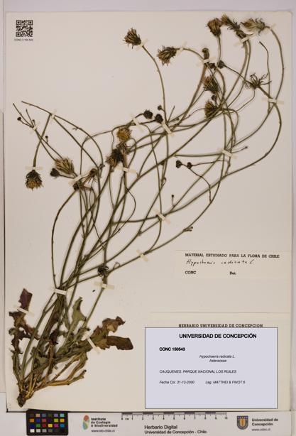 Hypochaeris radicata [Espécimen: UDEC:CONC:0150543]