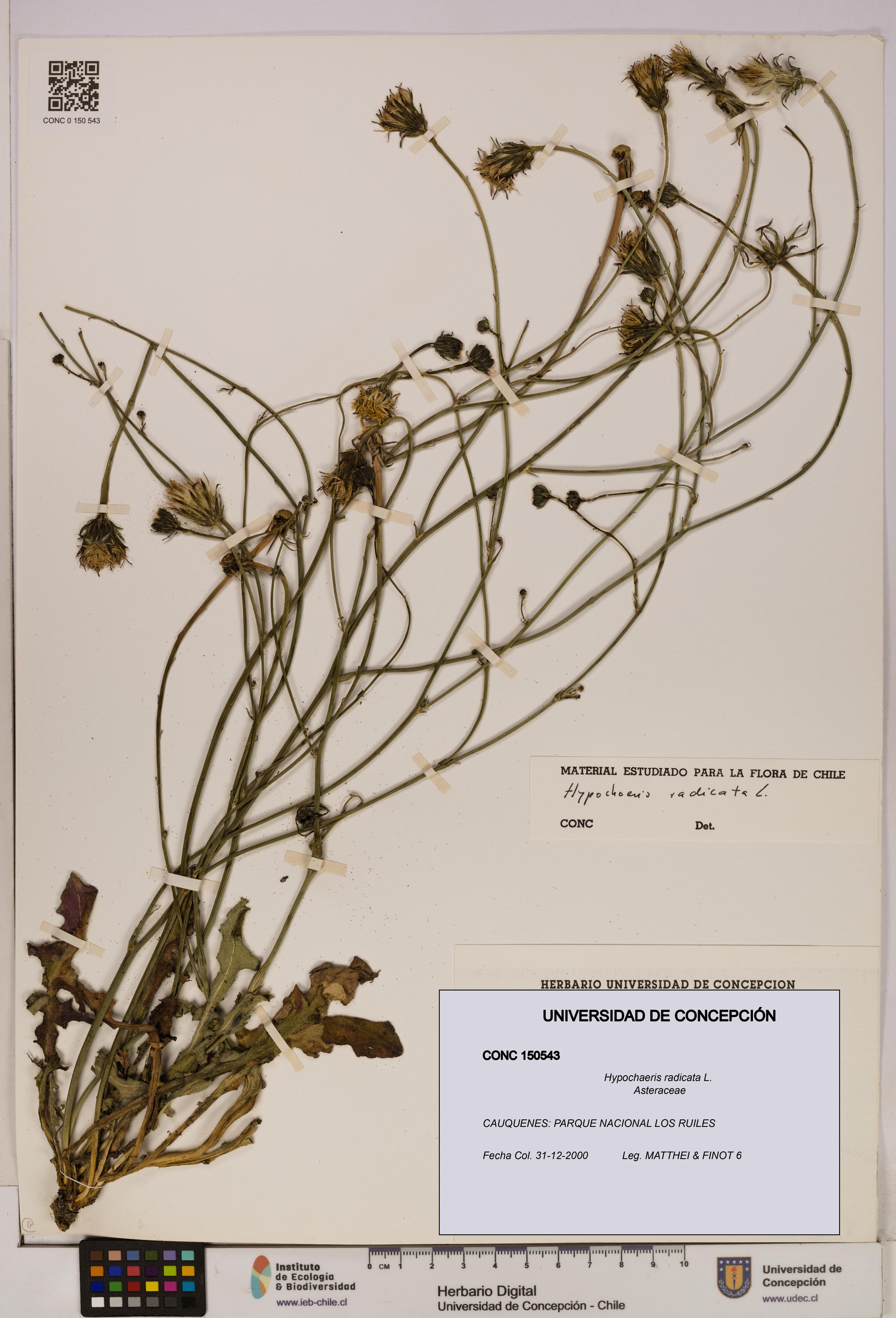 Hypochaeris radicata [Espécimen: UDEC:CONC:0150543]