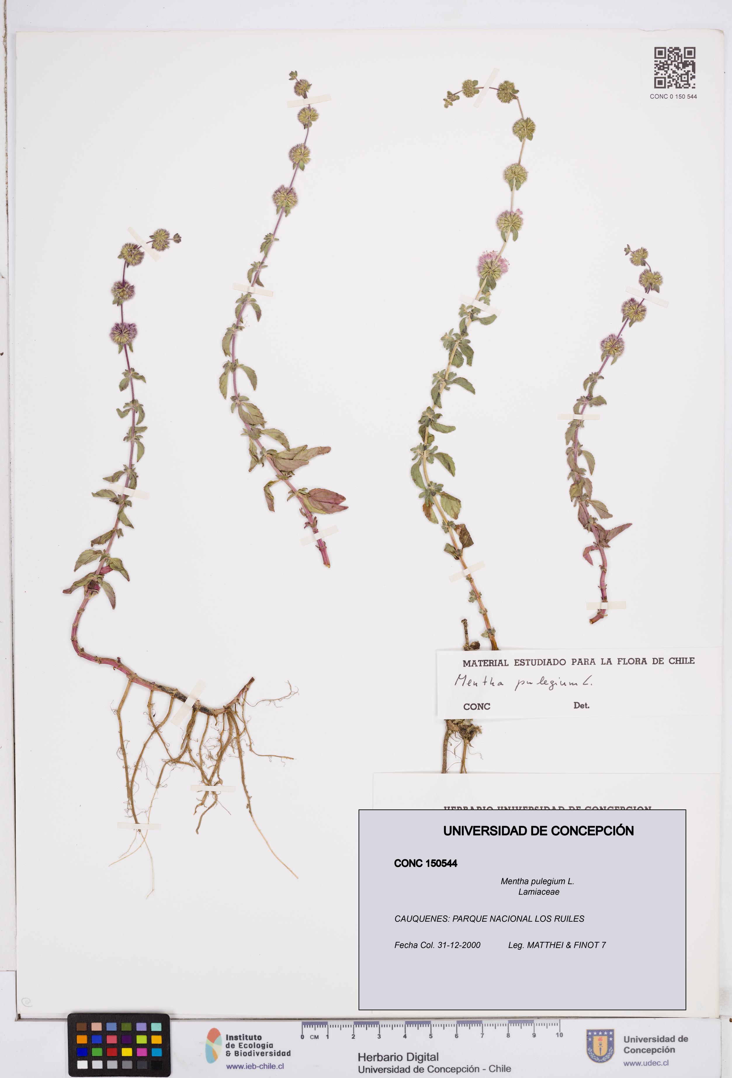 Mentha pulegium [Espécimen: ]