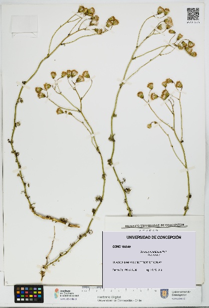Senecio minutifolius [Espécimen: UDEC:CONC:0150549]