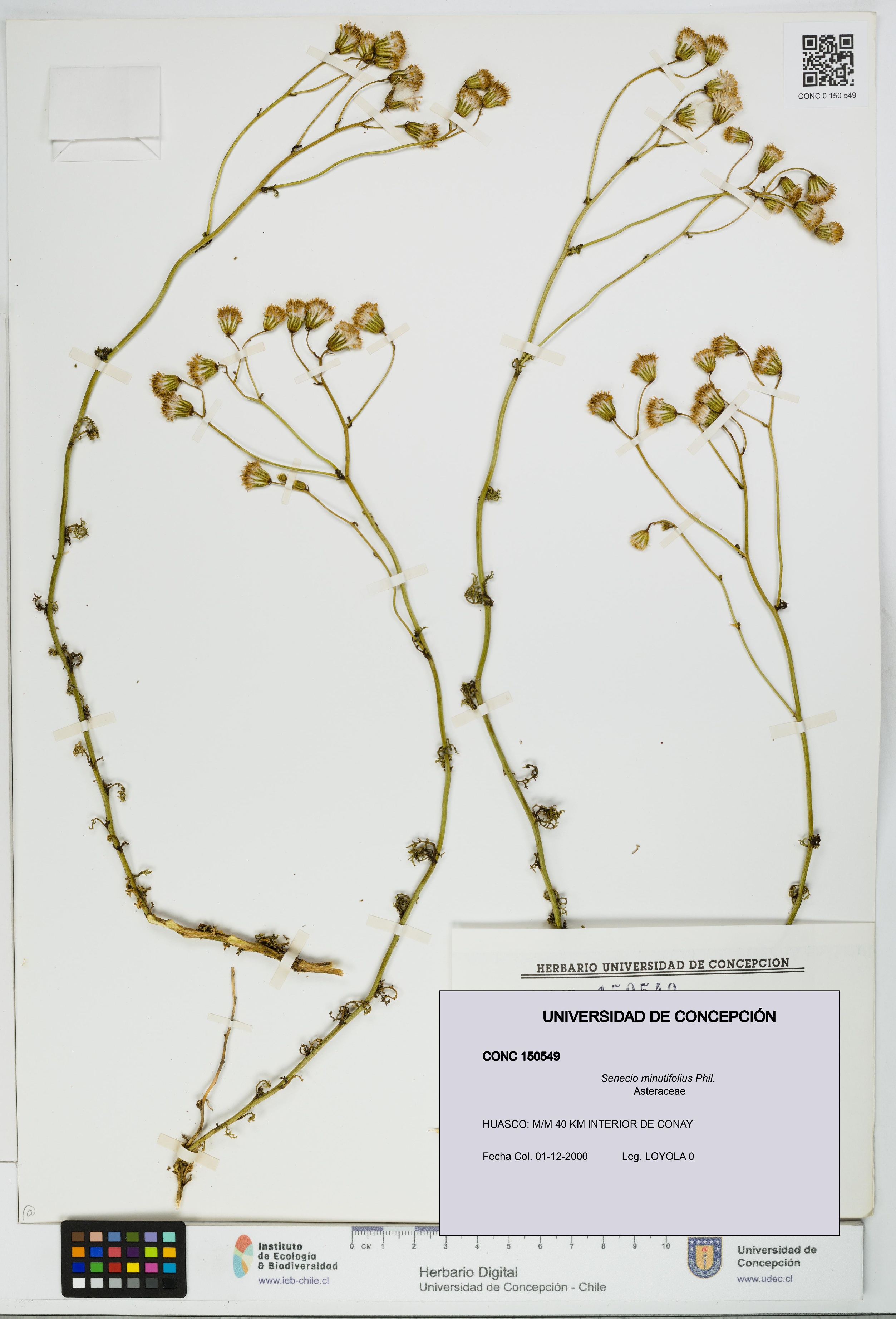 Senecio minutifolius [Espécimen: UDEC:CONC:0150549]