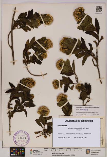 Baccharis sphaerocephala [Espécimen: UDEC:CONC:0150553]