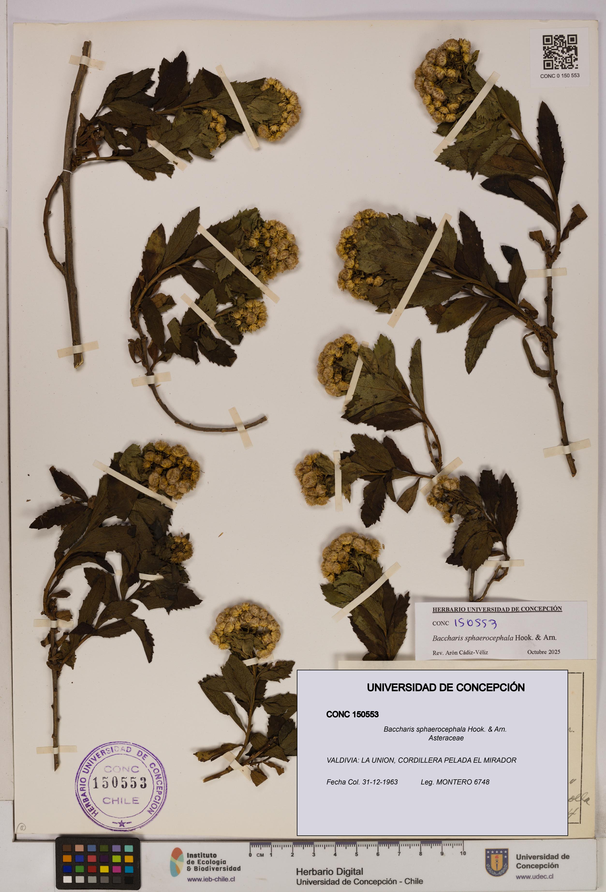 Baccharis sphaerocephala [Espécimen: UDEC:CONC:0150553]