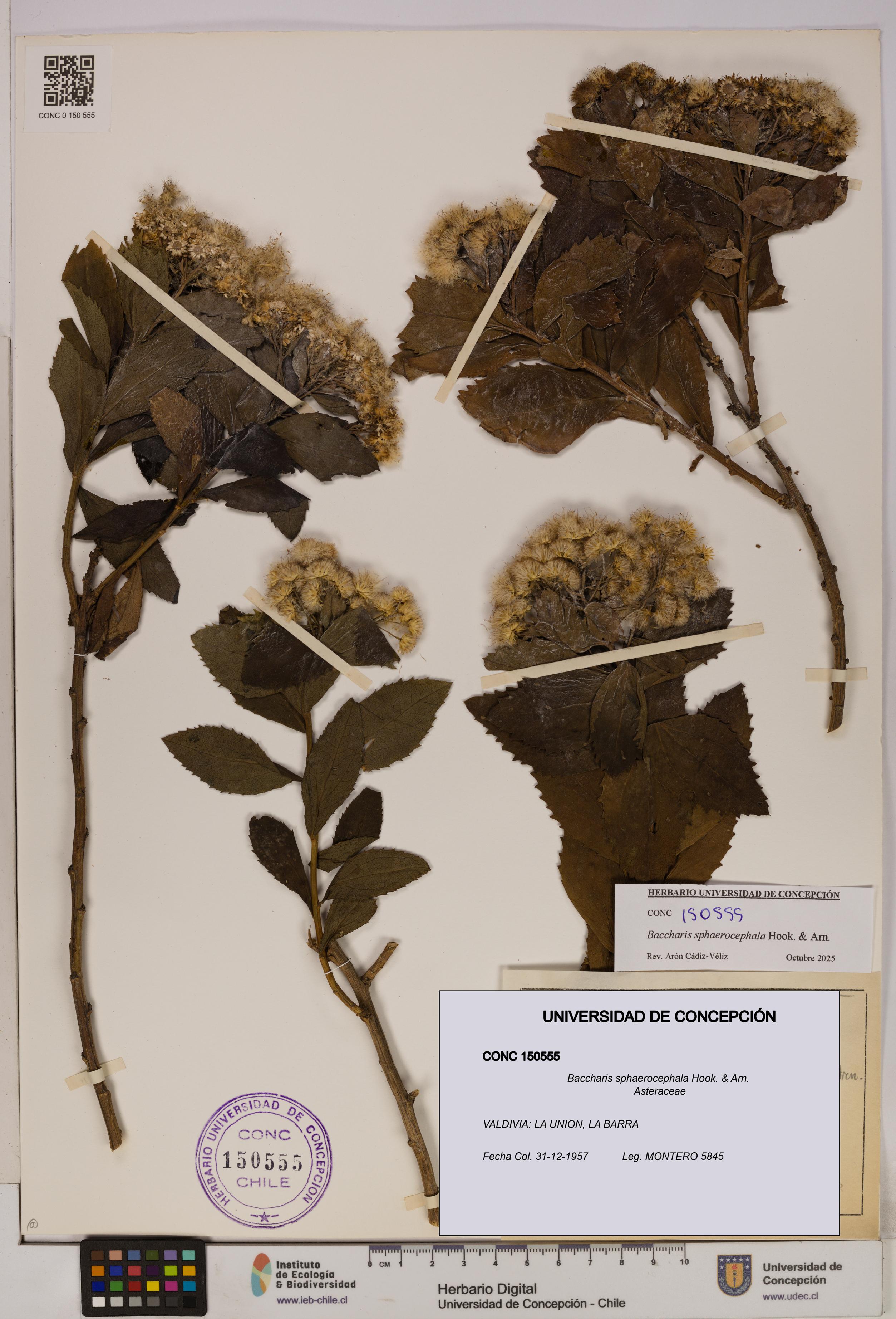 Baccharis sphaerocephala [Espécimen: UDEC:CONC:0150555]