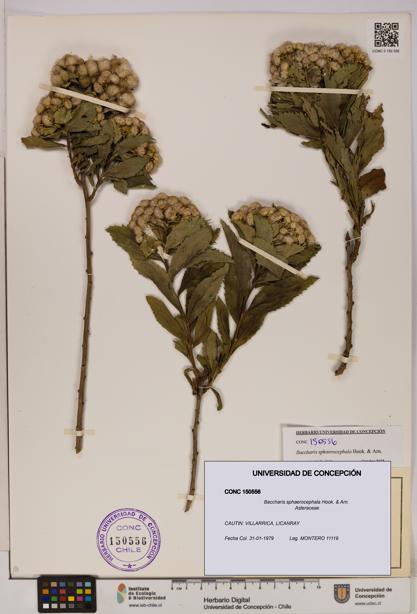 Baccharis sphaerocephala [Espécimen: UDEC:CONC:0150556]