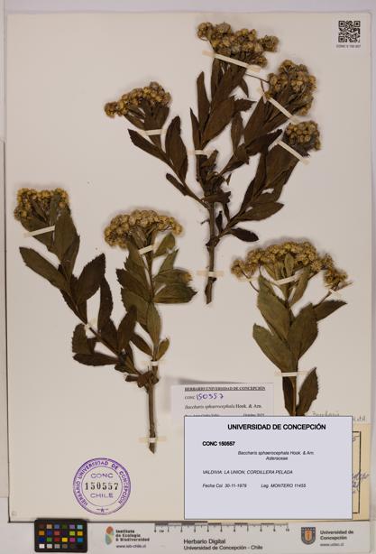Baccharis sphaerocephala [Espécimen: UDEC:CONC:0150557]