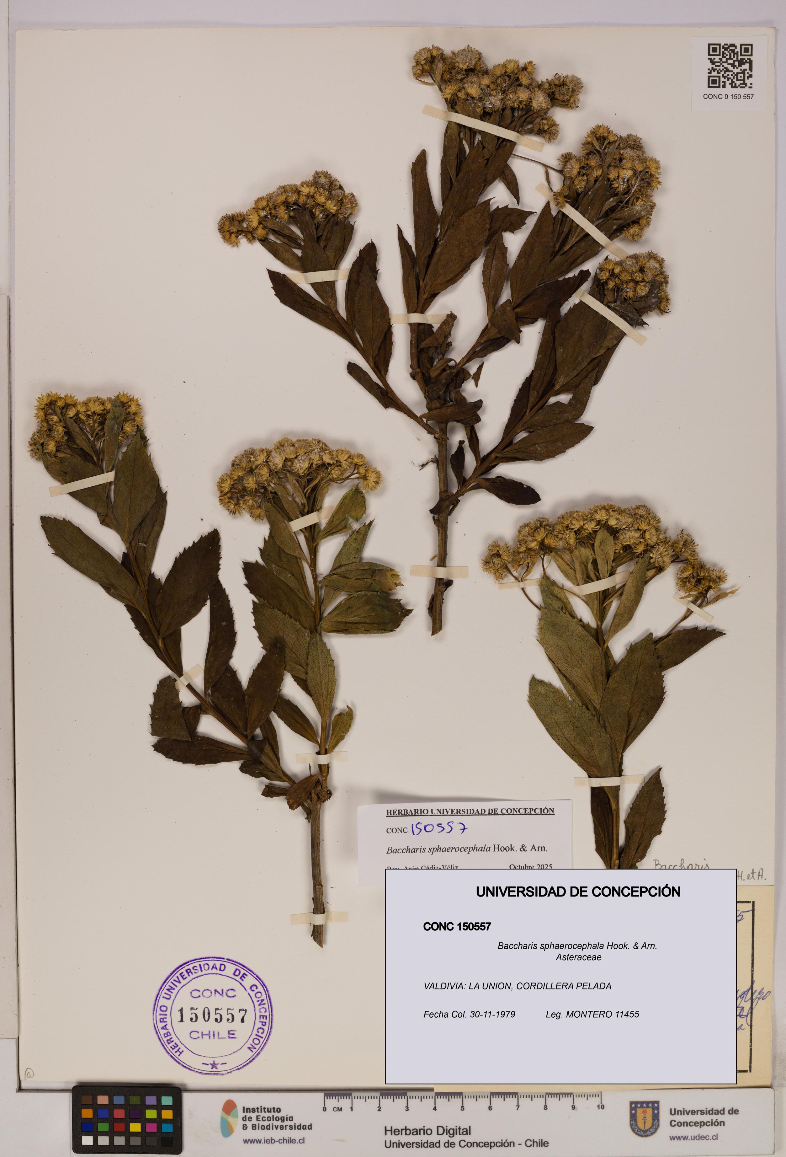 Baccharis sphaerocephala [Espécimen: UDEC:CONC:0150557]