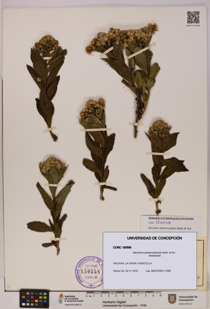 Baccharis sphaerocephala [Espécimen: UDEC:CONC:0150558]