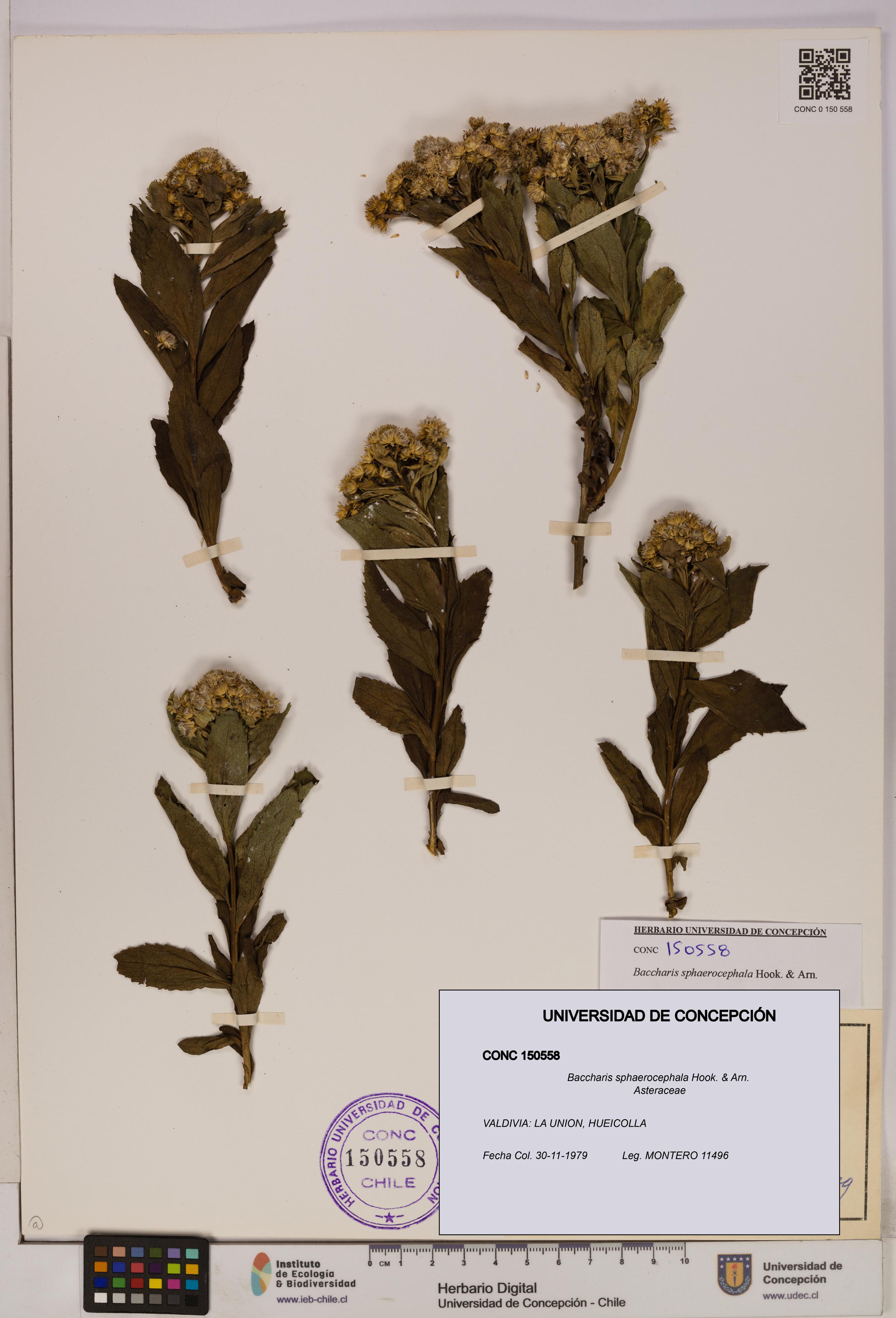 Baccharis sphaerocephala [Espécimen: UDEC:CONC:0150558]