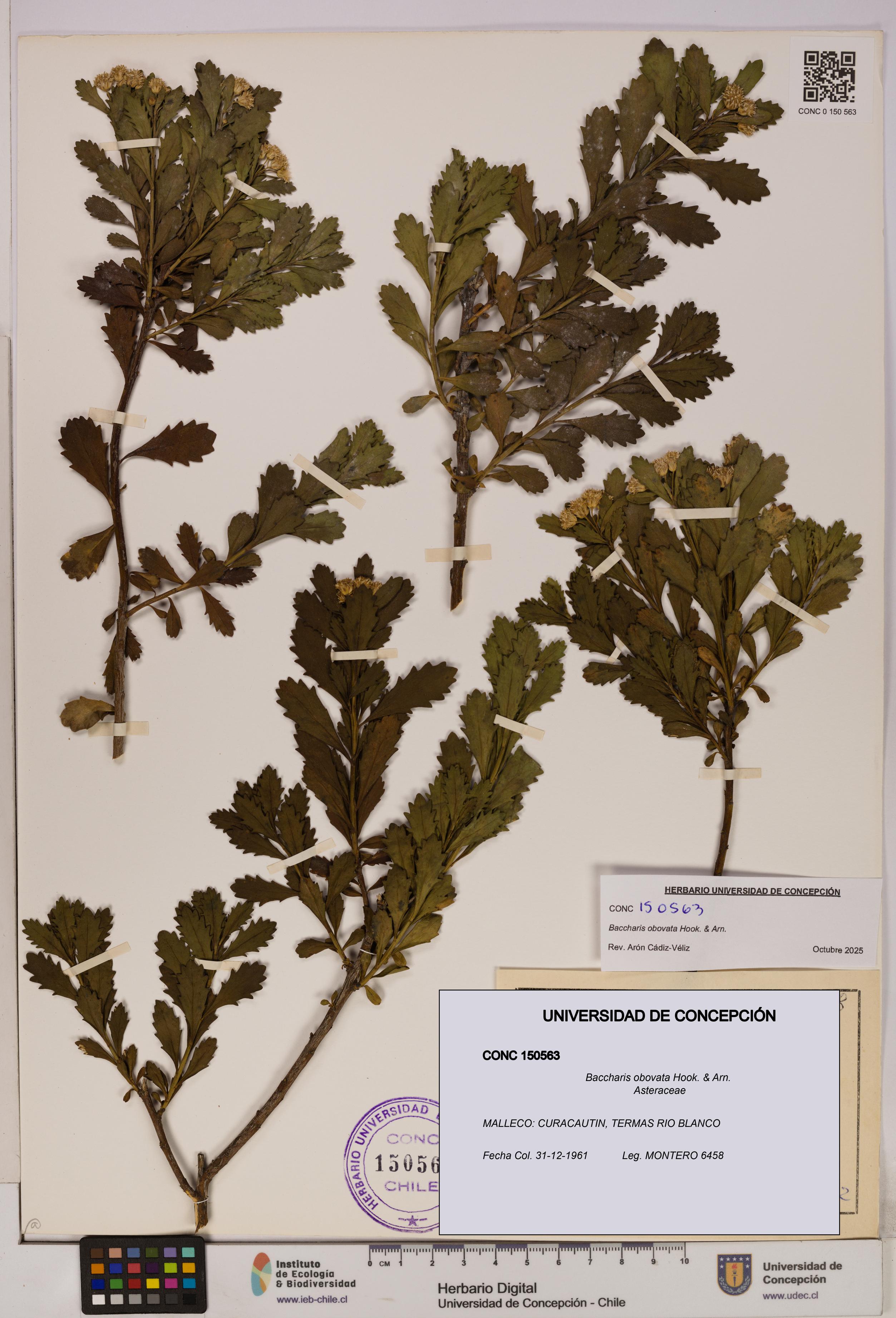 Baccharis obovata [Espécimen: UDEC:CONC:0150563]