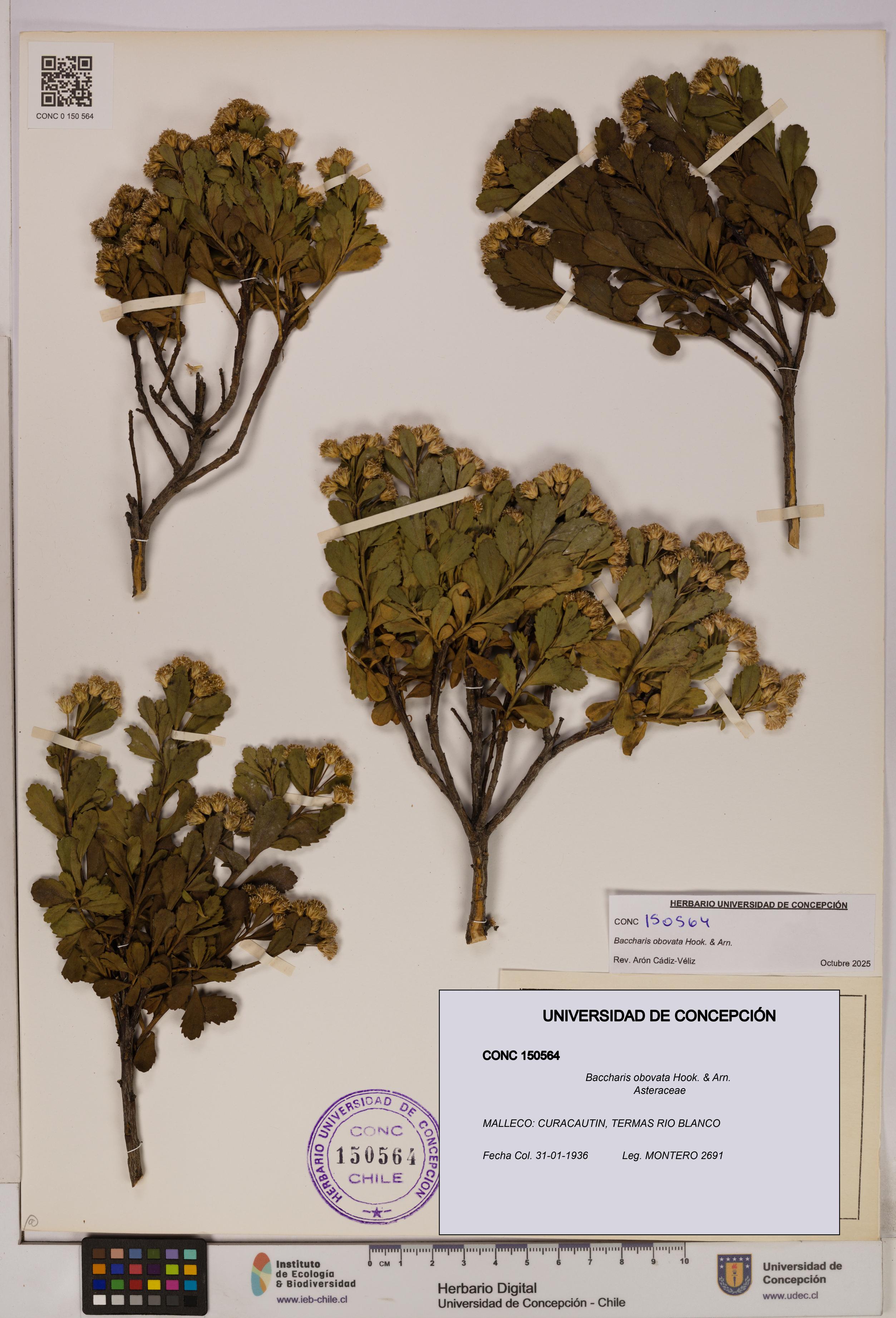 Baccharis obovata [Espécimen: UDEC:CONC:0150564]
