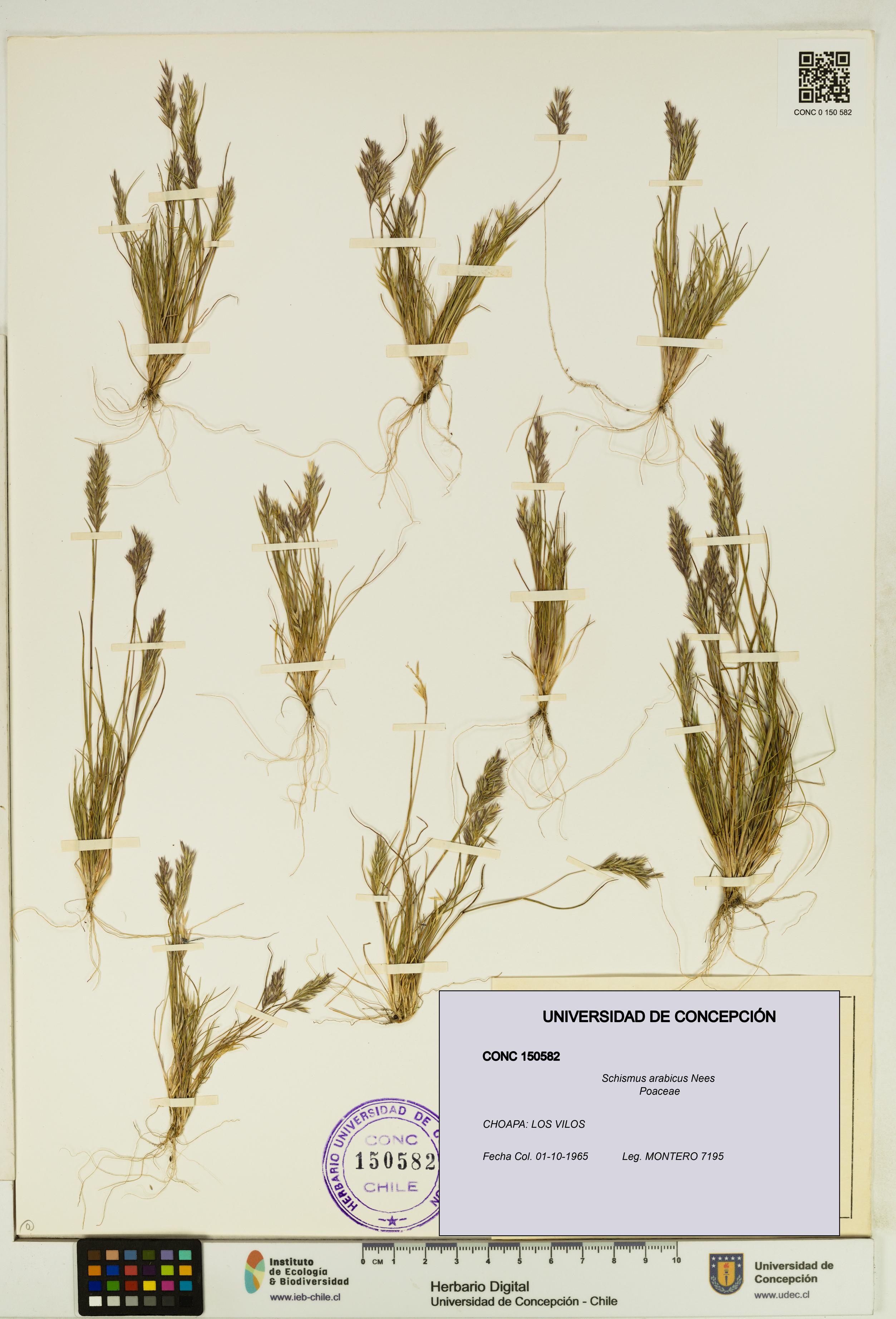 Schismus arabicus [Espécimen: UDEC:CONC:0150582]