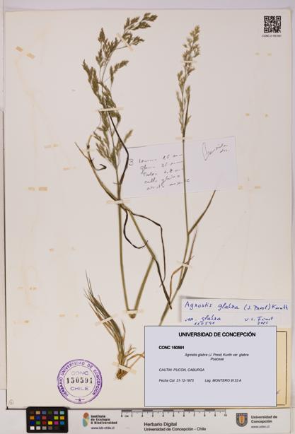 Agrostis glabra var. glabra [Espécimen: UDEC:CONC:0150591]