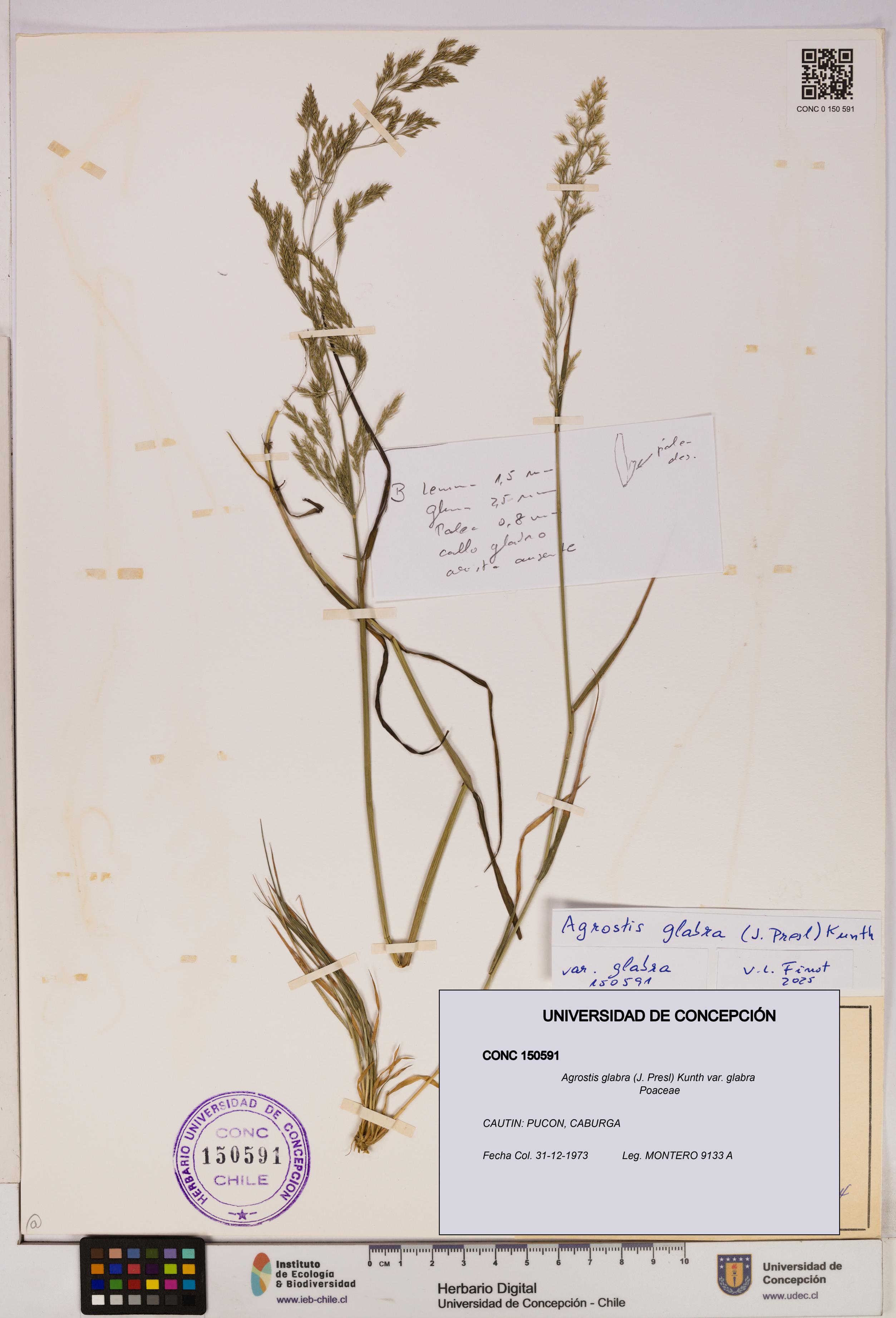 Agrostis glabra var. glabra [Espécimen: UDEC:CONC:0150591]