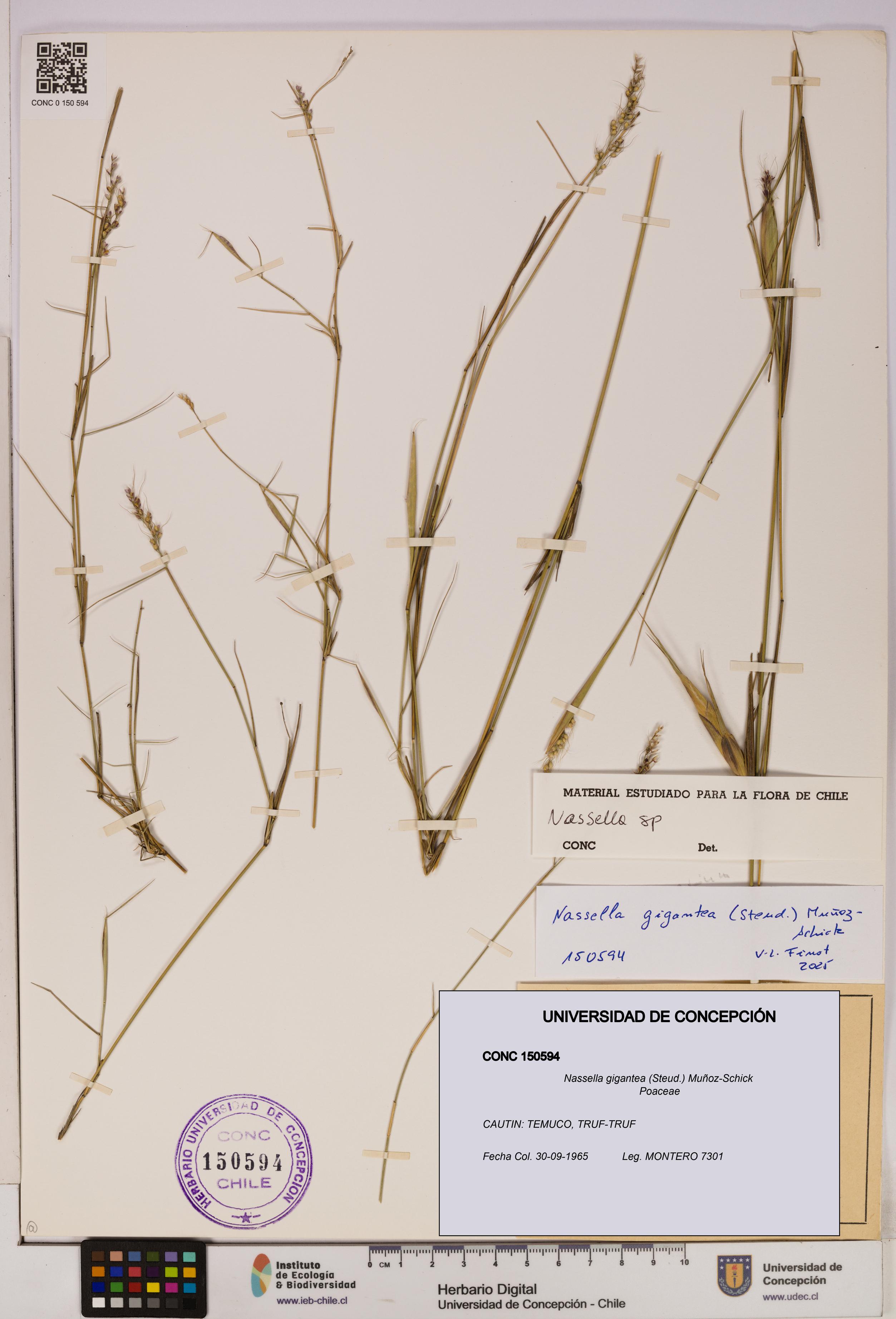 Nassella gigantea [Espécimen: UDEC:CONC:0150594]