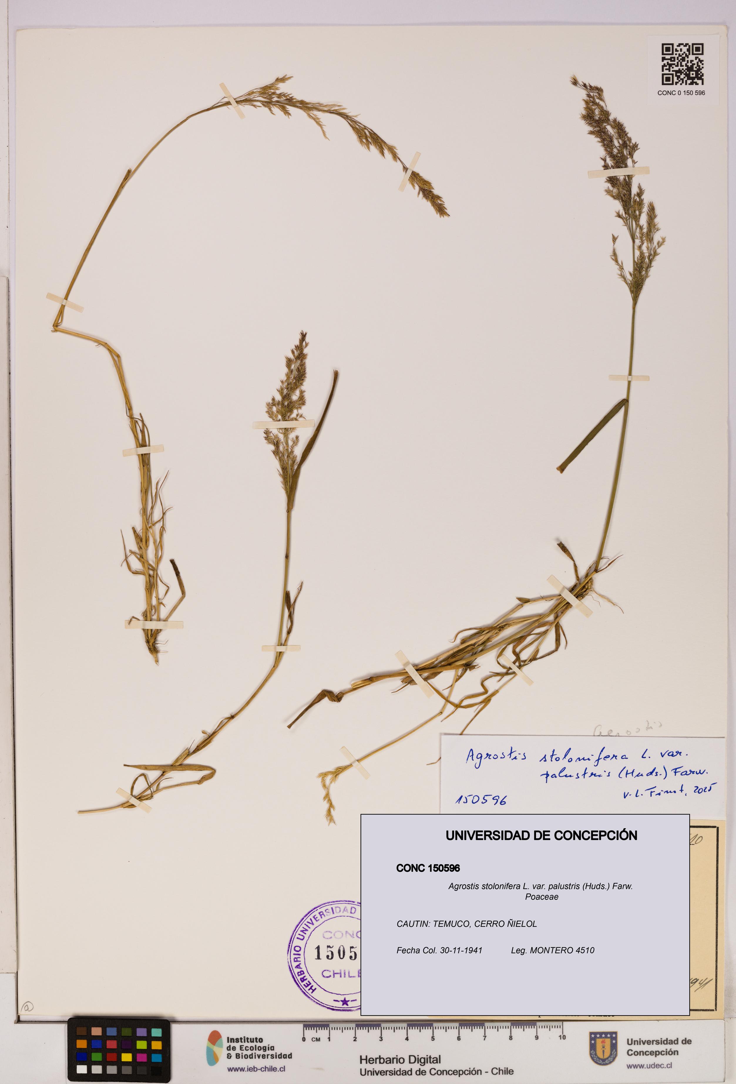 Agrostis stolonifera var. palustris [Espécimen: UDEC:CONC:0150596]