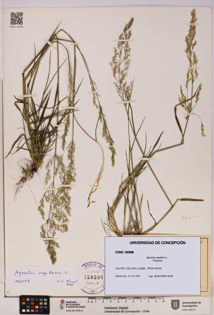 Agrostis capillaris [Espécimen: UDEC:CONC:0150598]