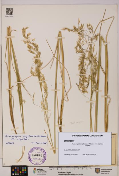 Deschampsia cespitosa var. cespitosa [Espécimen: UDEC:CONC:0150606]