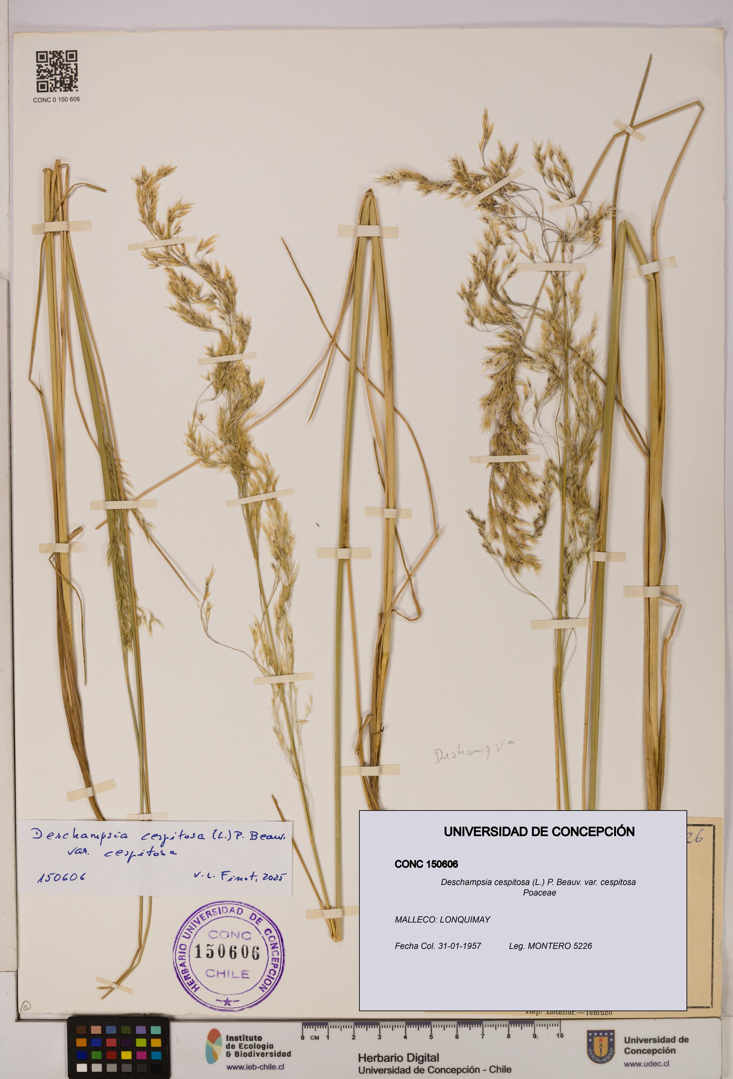 Deschampsia cespitosa var. cespitosa [Espécimen: UDEC:CONC:0150606]