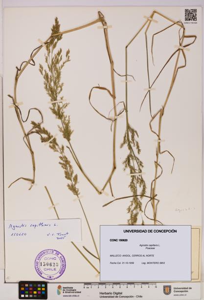 Agrostis capillaris [Espécimen: UDEC:CONC:0150620]