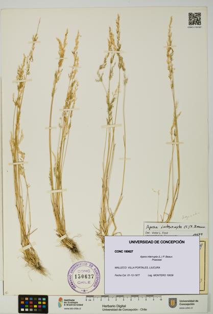 Apera interrupta [Espécimen: UDEC:CONC:0150627]