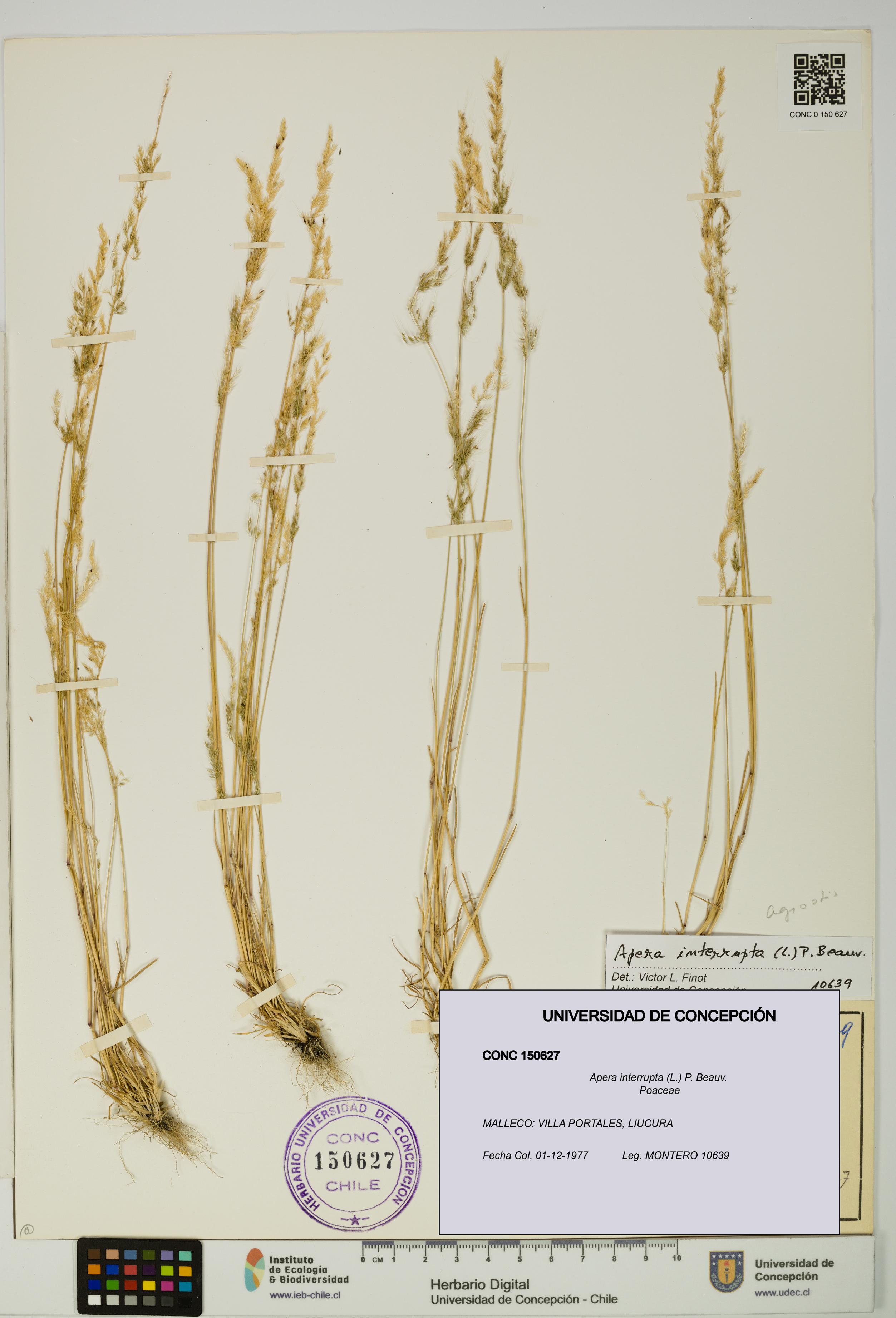 Apera interrupta [Espécimen: UDEC:CONC:0150627]