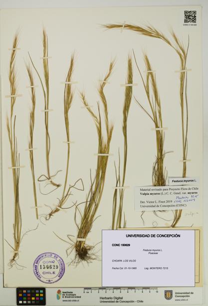 Festuca myuros [Espécimen: UDEC:CONC:0150629]